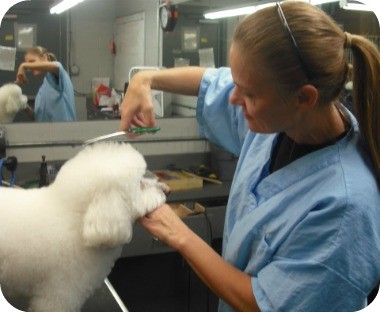 A-Animal Clinic & Boarding Photo