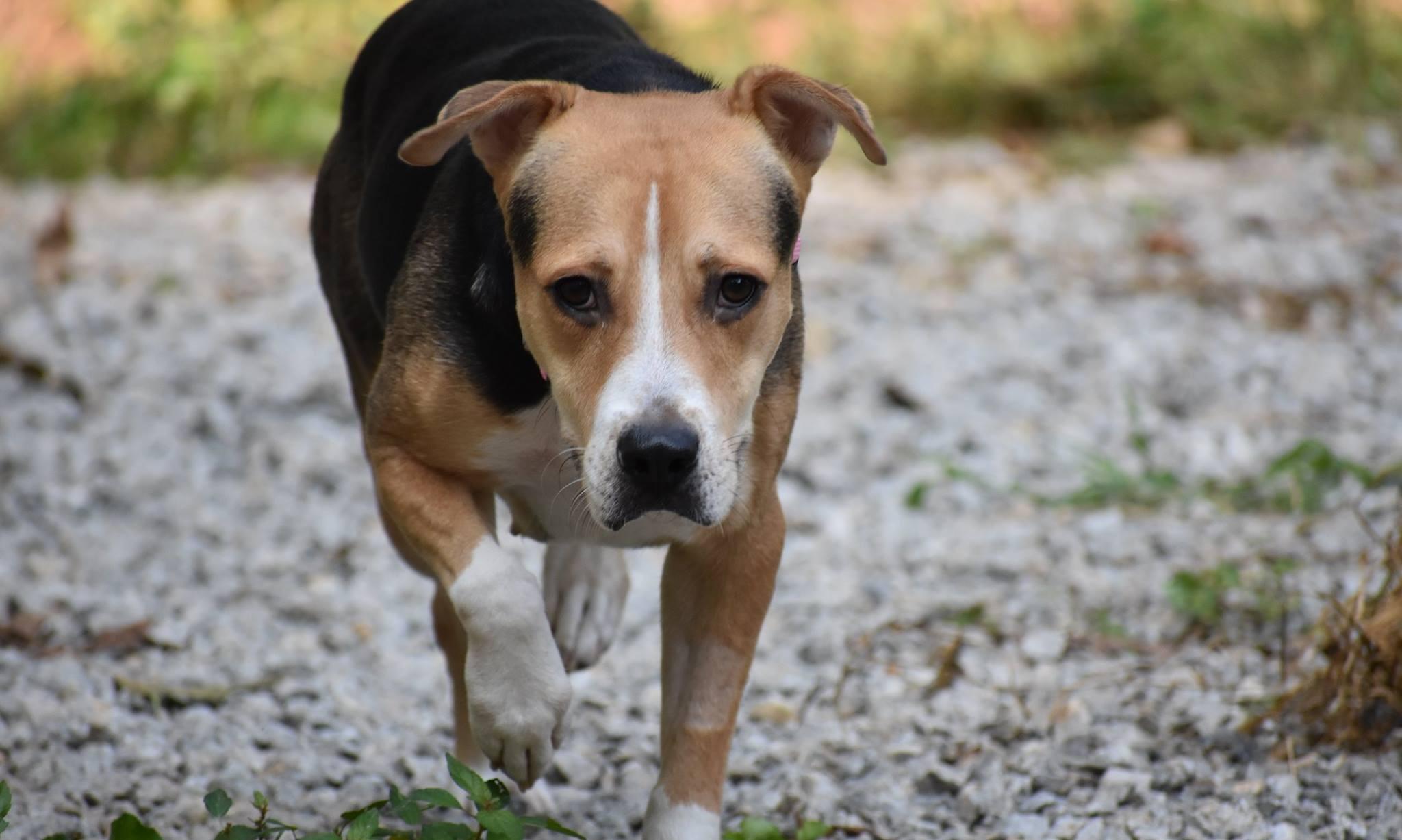 Kritters Country Lane Kennels Photo