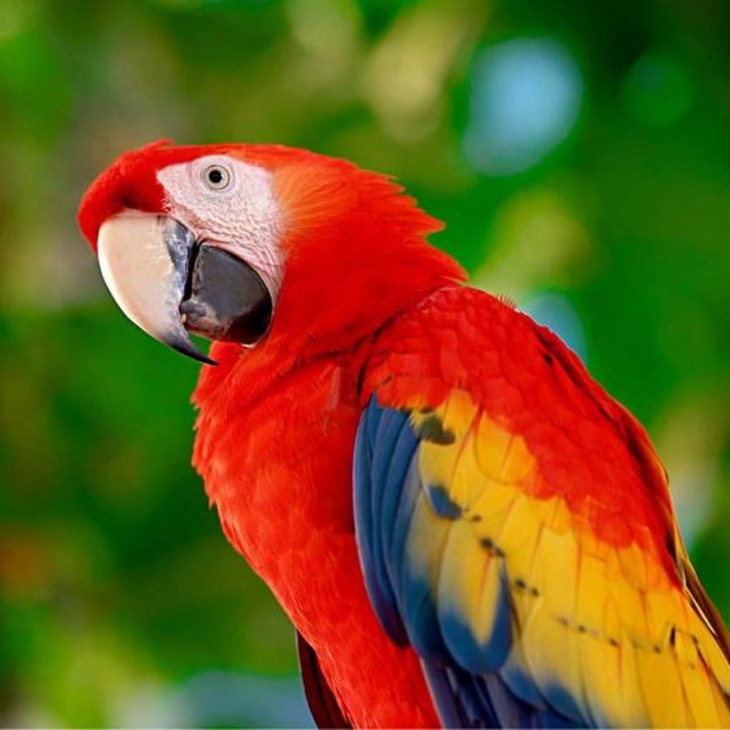 Petland North Kansas City