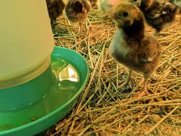 Baby Chick Waterer