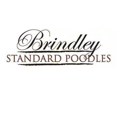 Brindley Standard Poodles