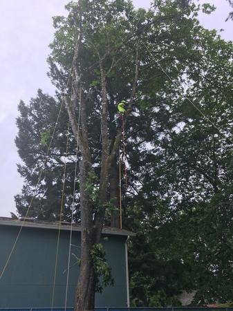 Images Tim's Tree Removal And Services LLC