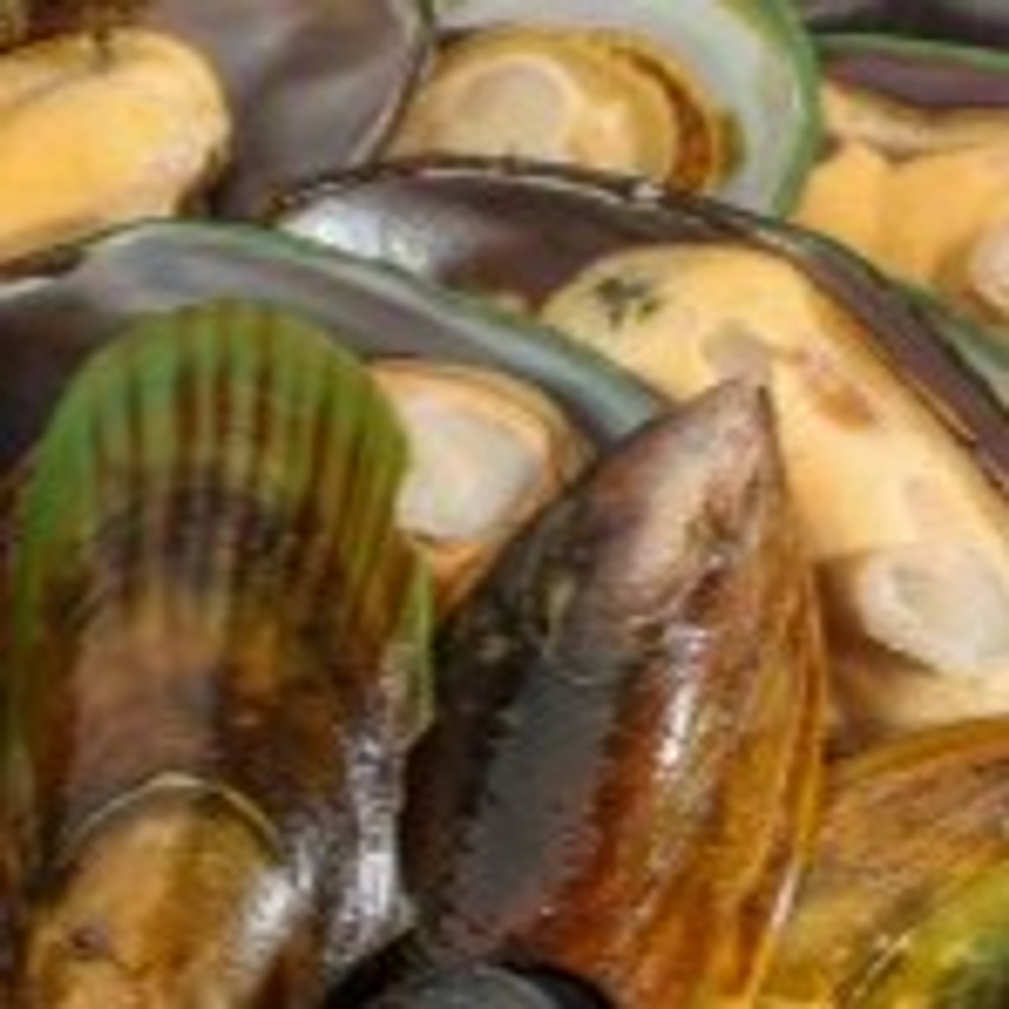 Green Mussel (Lb)