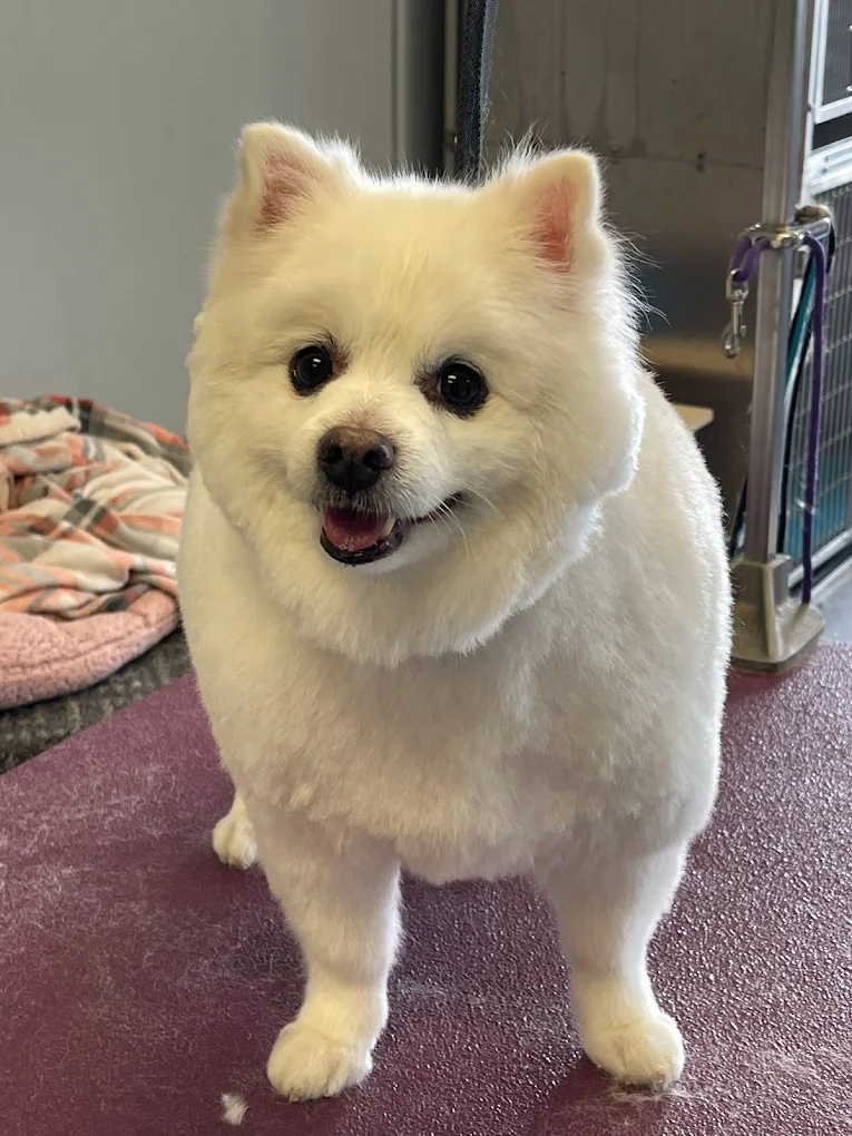 Dog Grooming