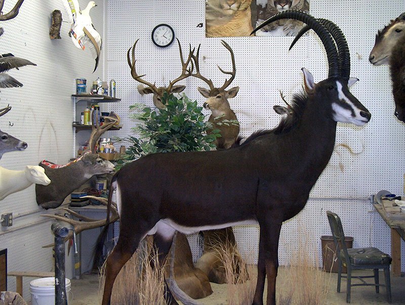 American Wild Life Taxidermy Photo