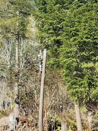 Images Tim's Tree Removal And Services LLC