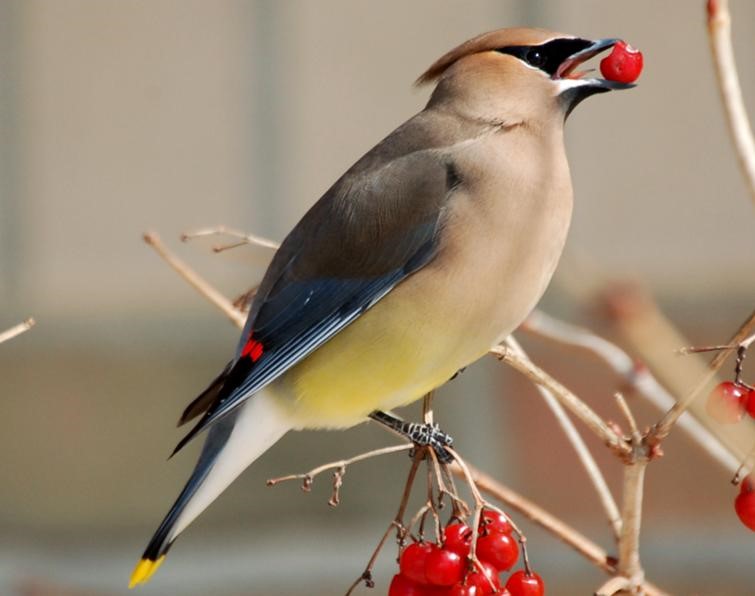 The Basic Birder Wild Bird Supply Photo