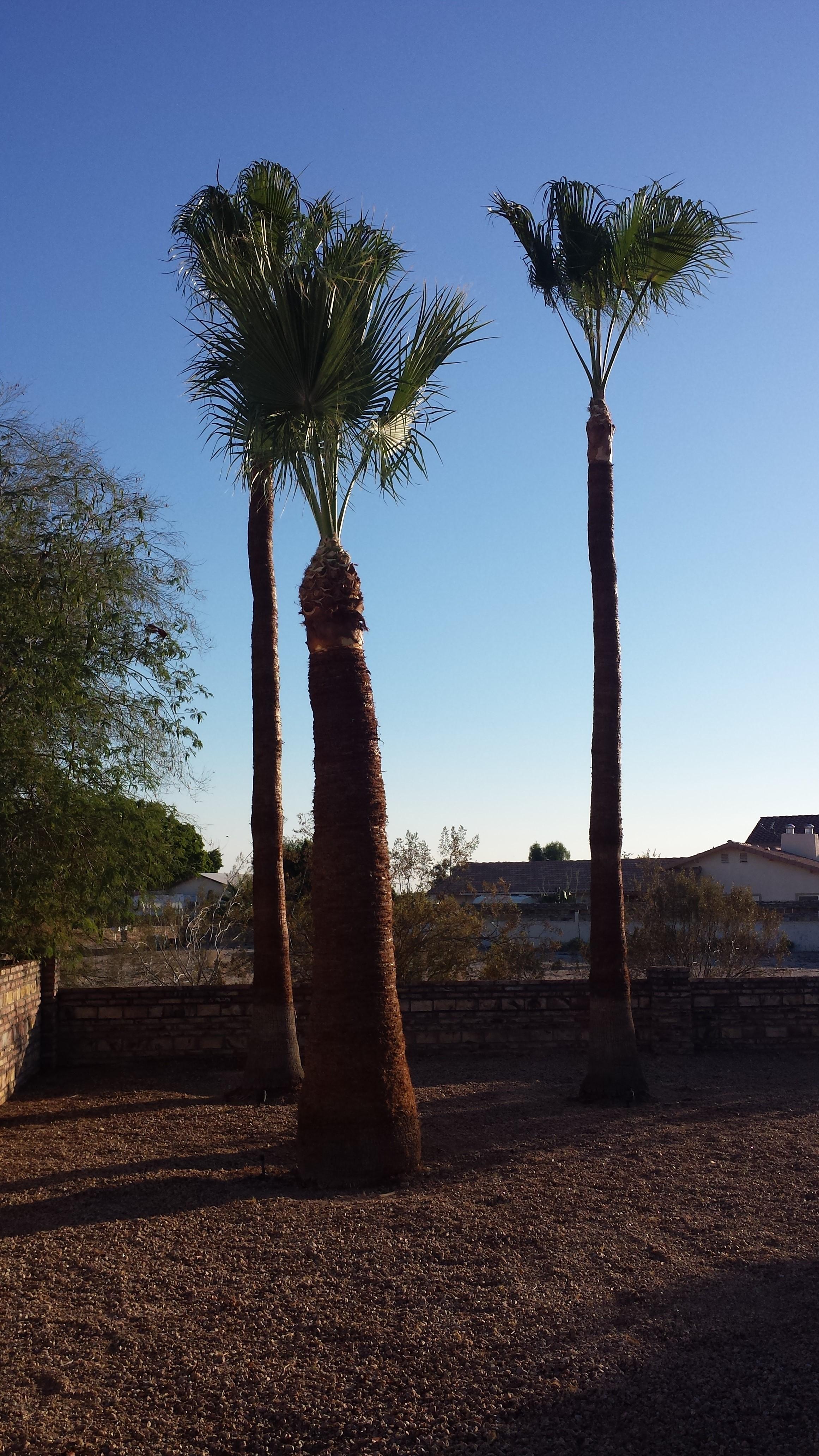 Pendleton Tree Service Yuma, AZ Business Profile