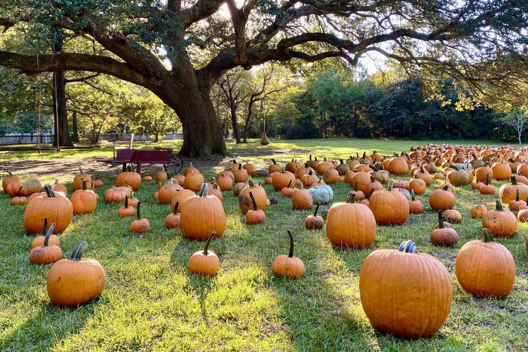 Annual Pumpkin Patch