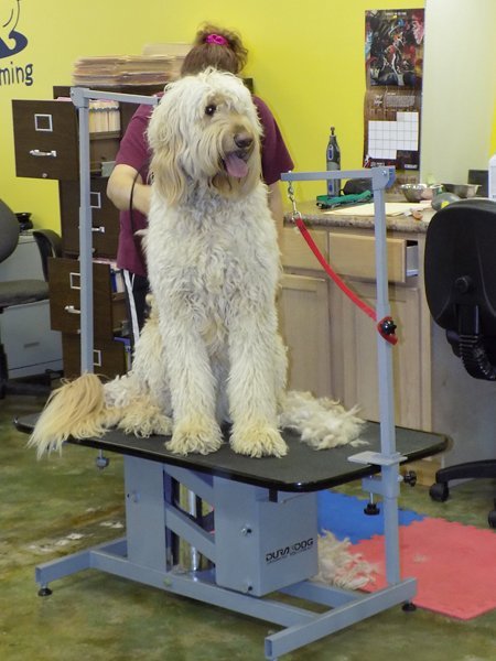 Pampered Paw's Pet Grooming Photo