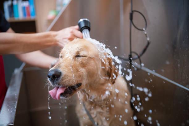Mom's Mutt Mansion and Mobile Makeovers
