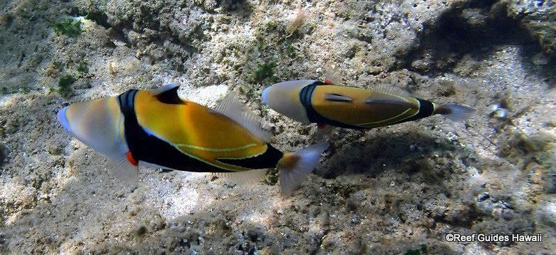 Images Reef Guides Hawaii