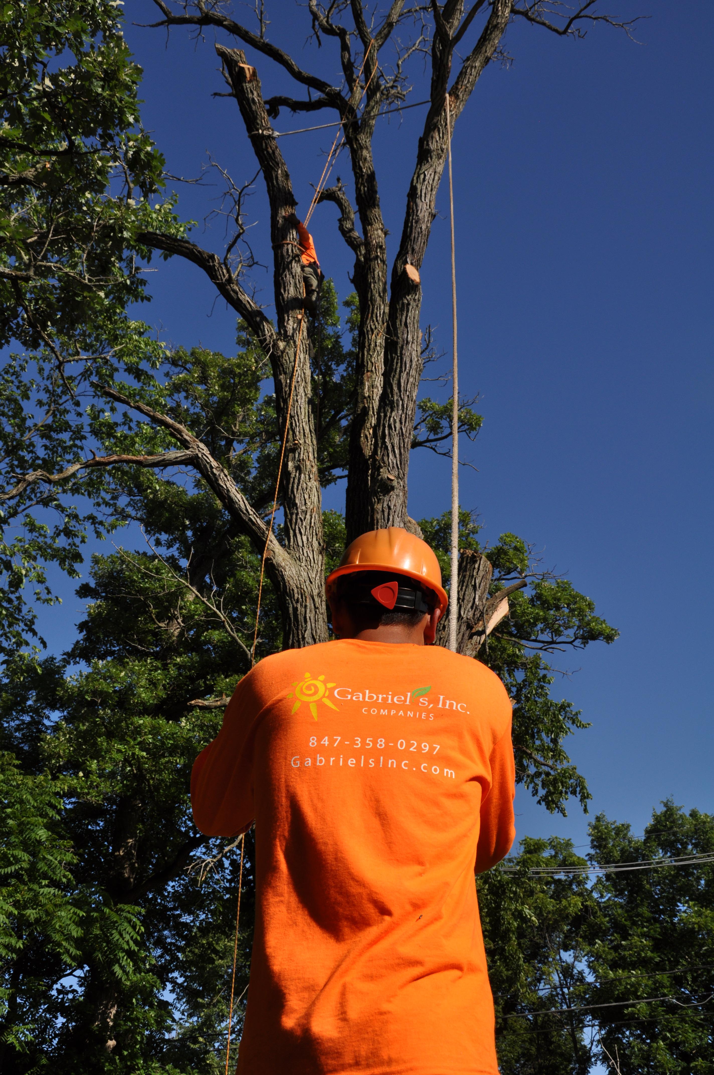 Gabriel's Tree Care Company Inc. Image