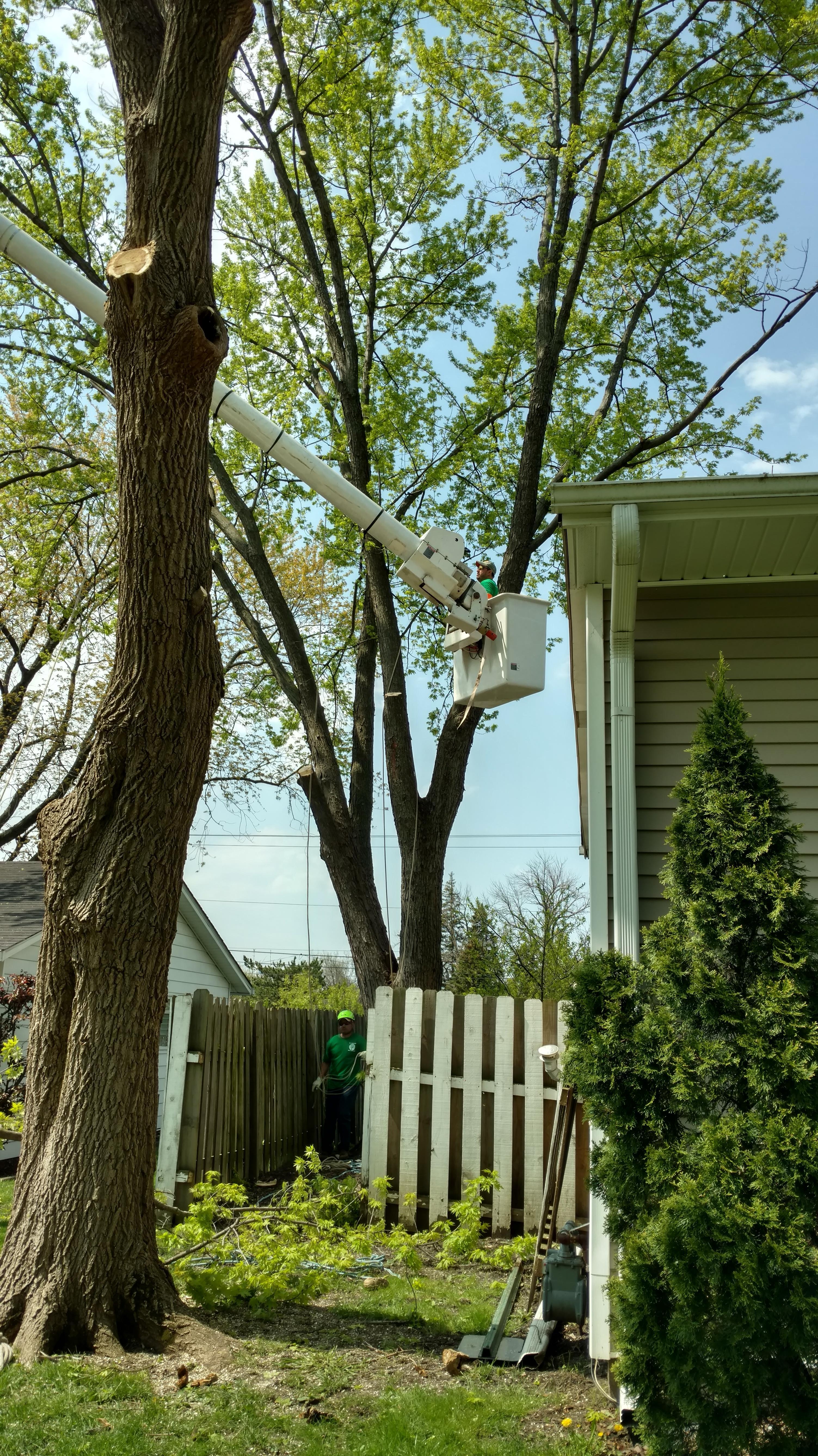 New Beginning Tree Service Company Image