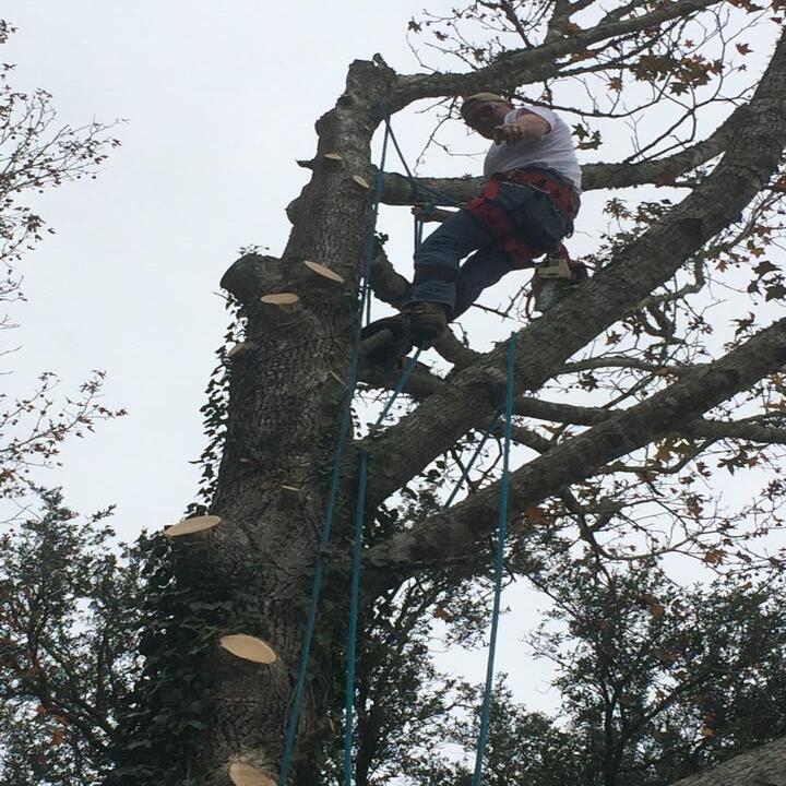 All Timber Tree Service LLC Image