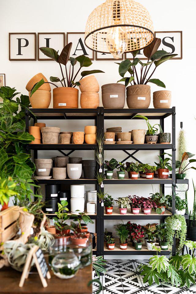 SarahCotta Plants Photo