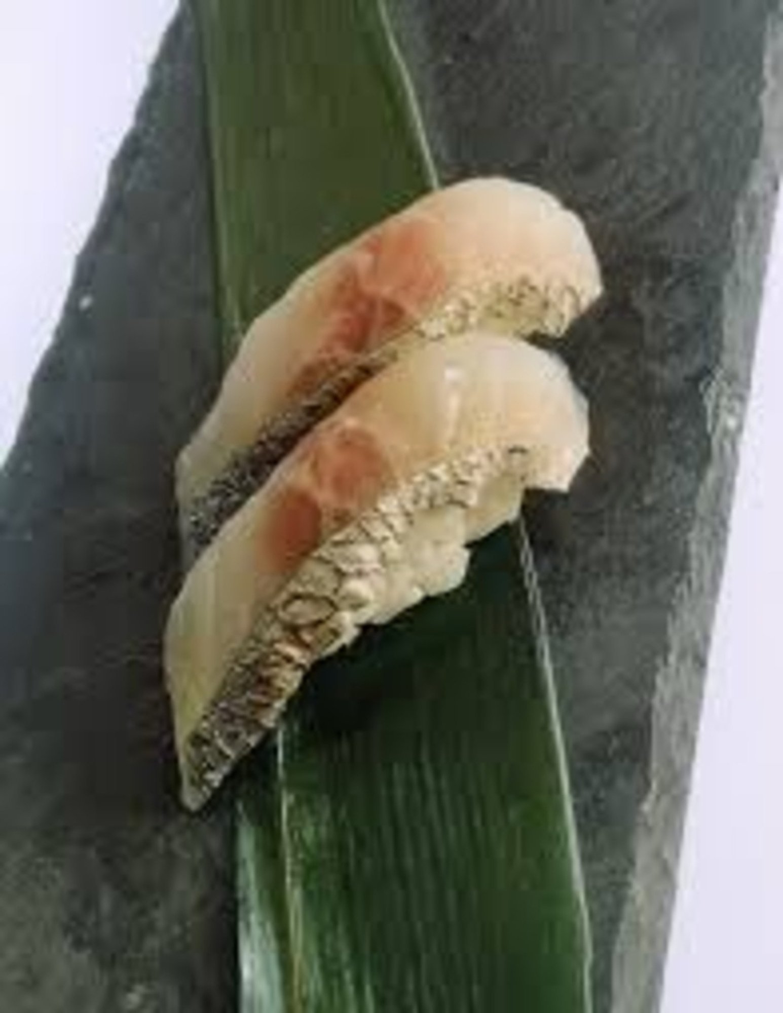 1 Pc Sushi "Kurodai" Black Snapper