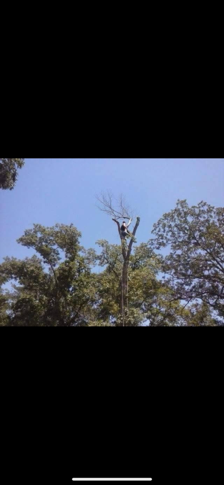 Triple G's Tree Service & Land Clearing Image