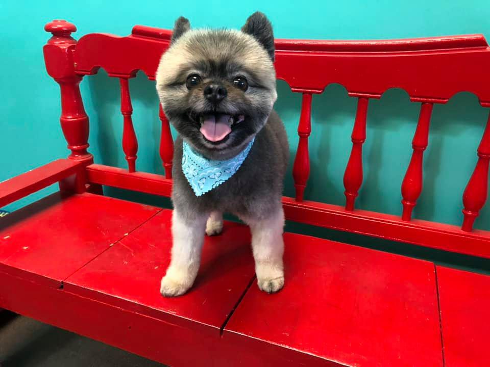 Johnny's Doghouse Pet Grooming & Boarding Photo