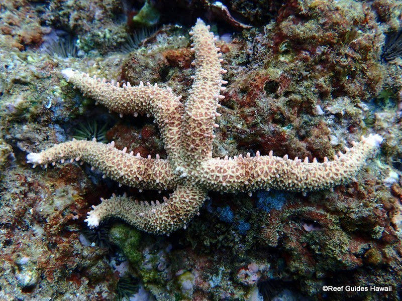 Images Reef Guides Hawaii