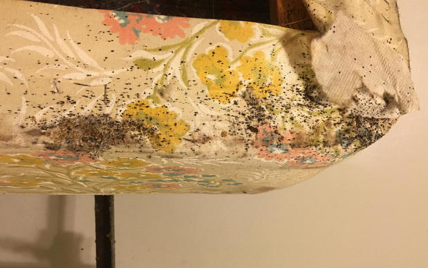 Images Hi-Tech Pest Control, LLC