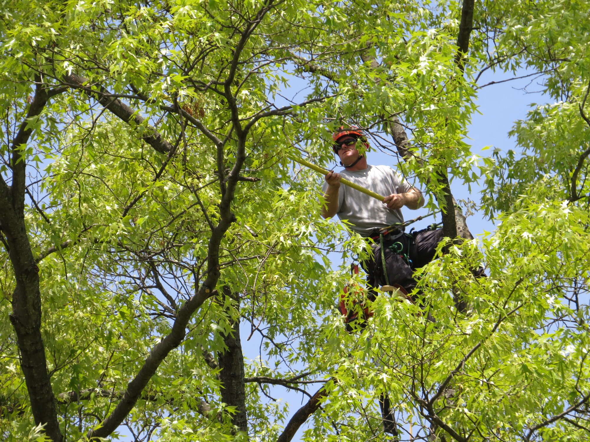 Brandon Tree Care Image