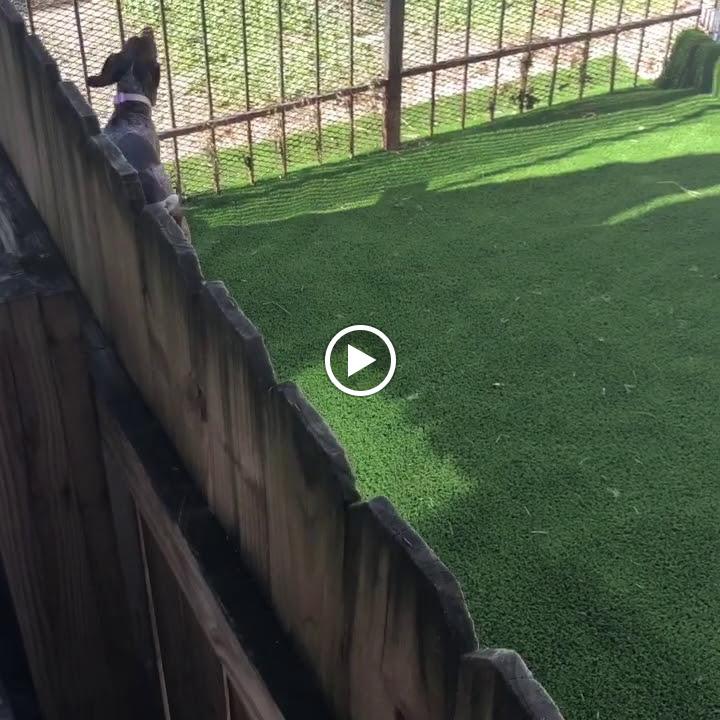 Mid City Animal House Dog Daycare & Boarding