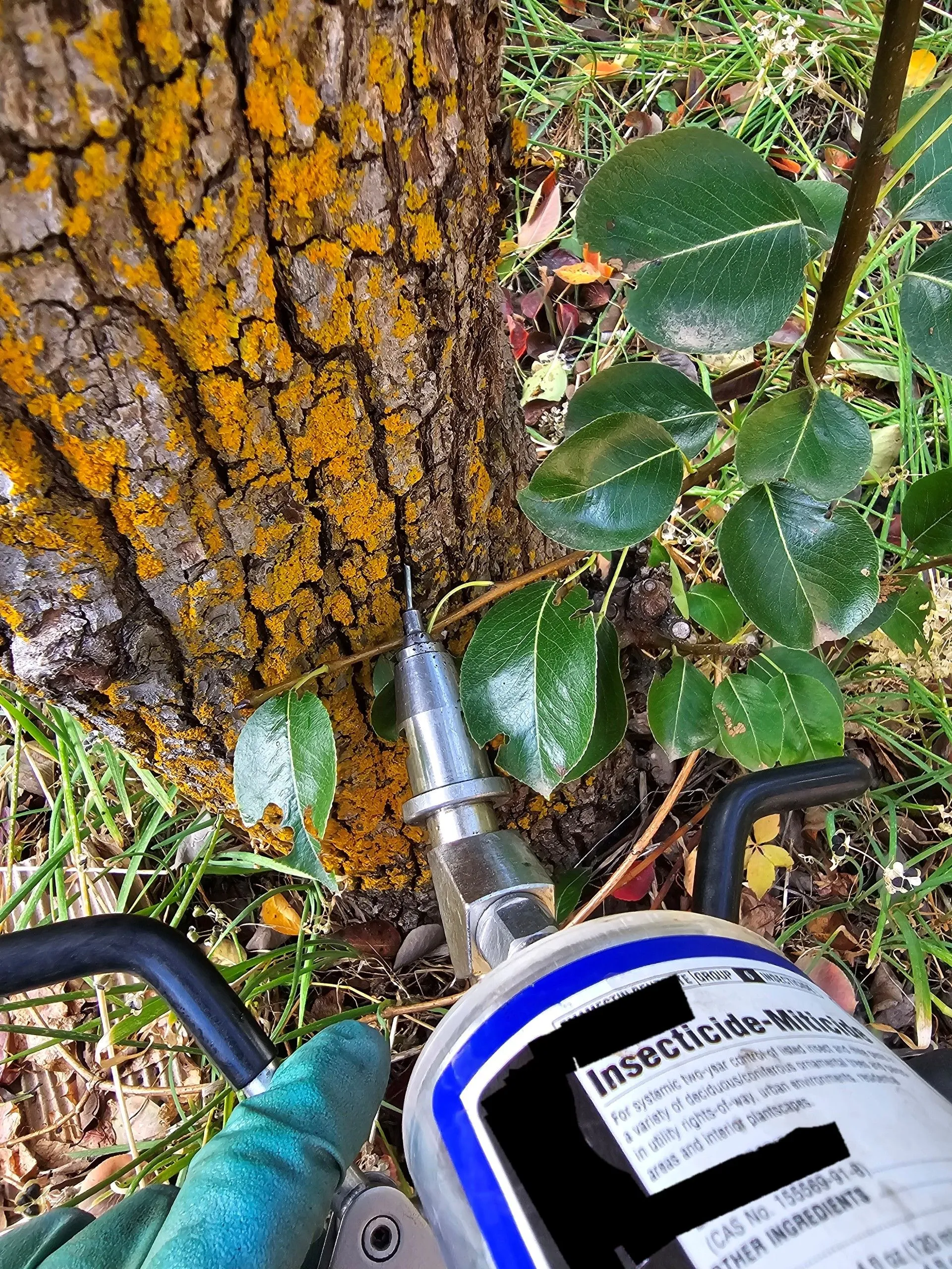 Tree Treatments