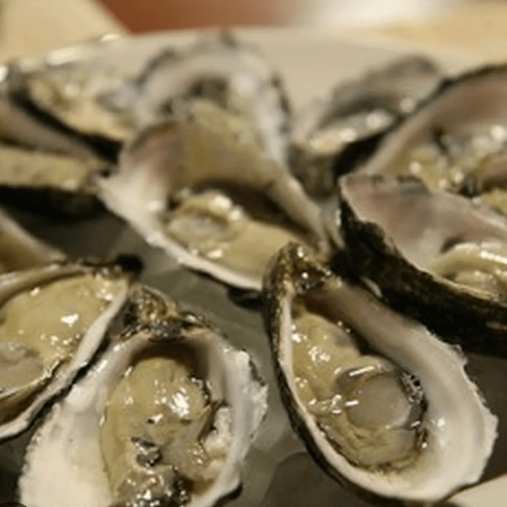 Oysters