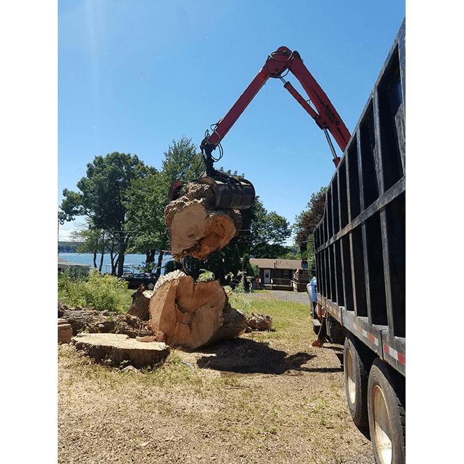 Tall Timber Tree Services Logo
