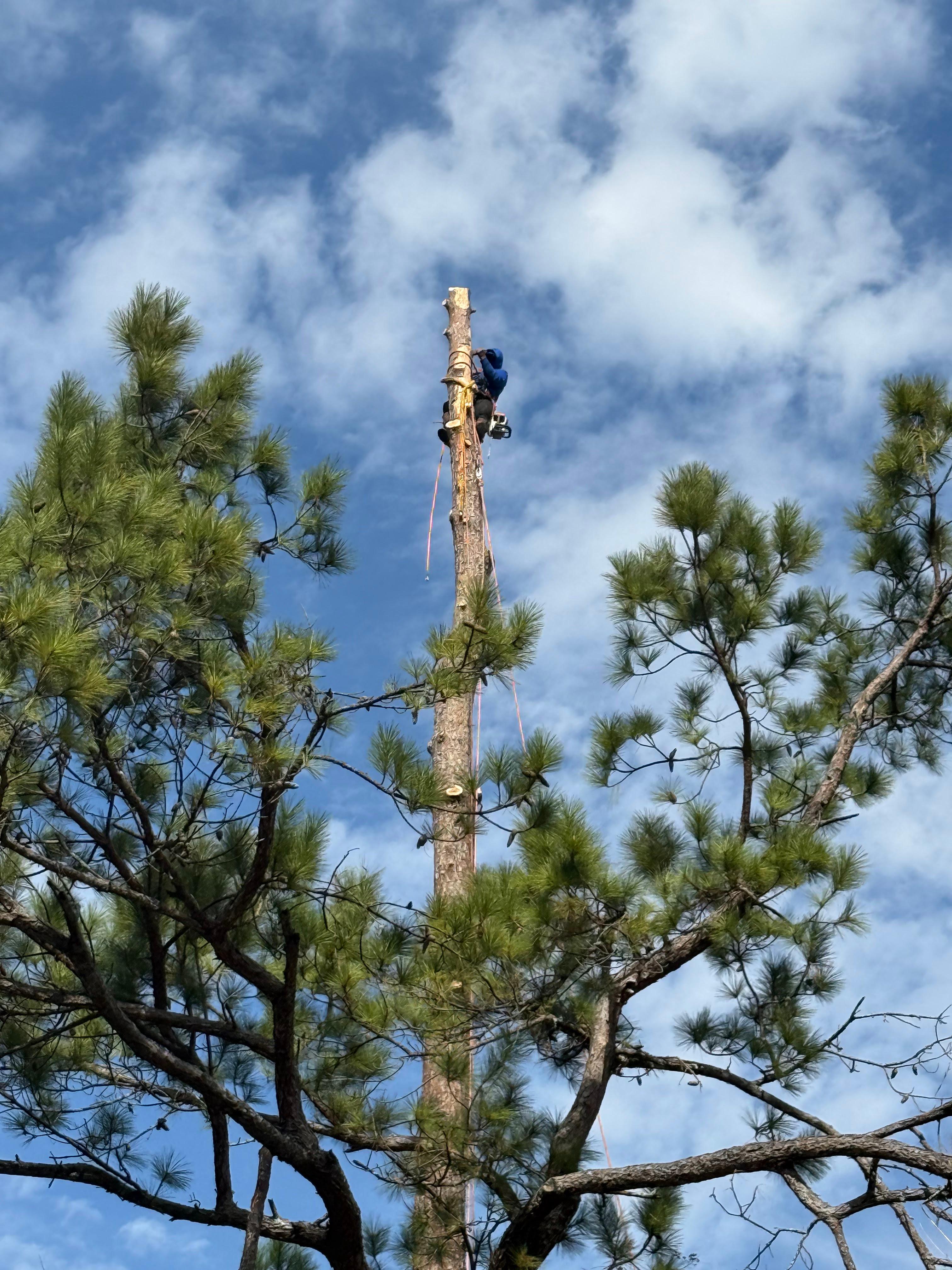 JJ Garcia Professional Tree Service Image