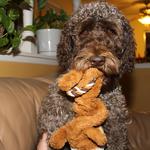 Claremont Australian Labradoodles