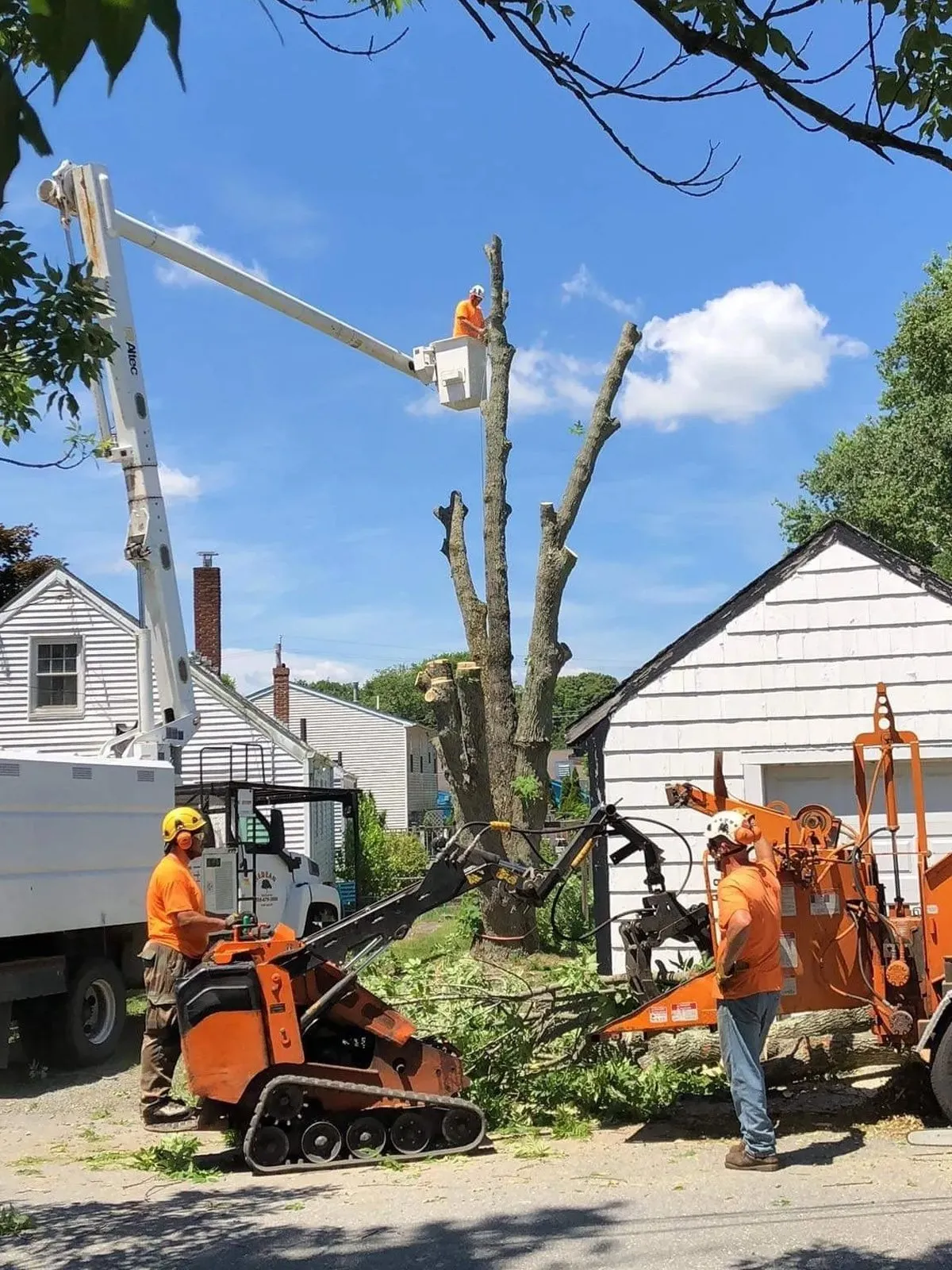 Tree Maintenance