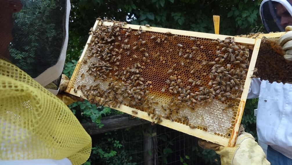 Deseret Hive Supply Photo