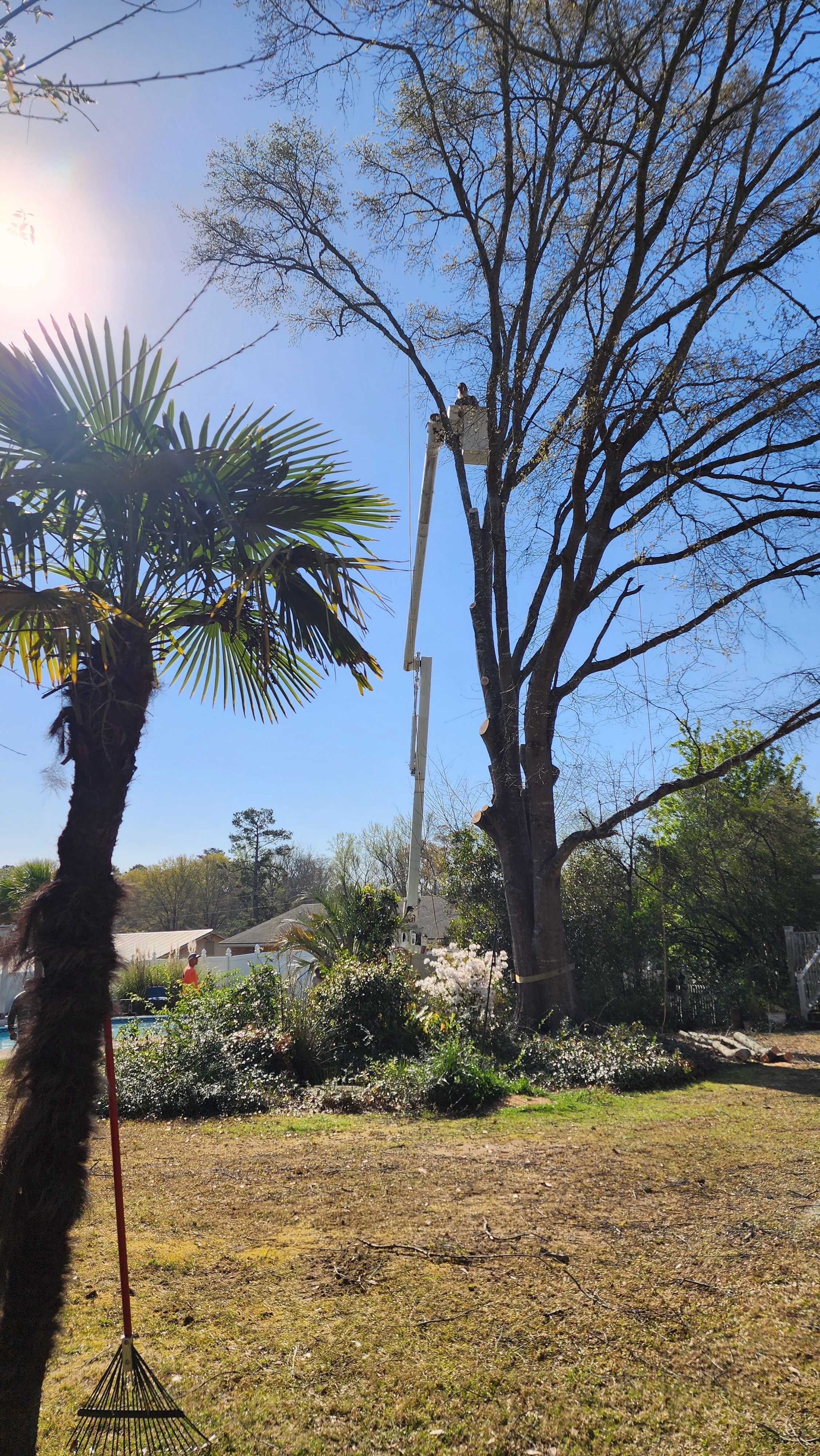 Broken Branch Tree Service LLC Image