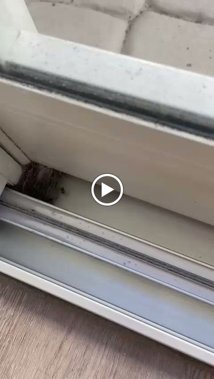 Queen Bee Maids Corp of Boca Raton & Coral Springs Image