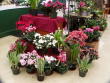 Blooming Plants