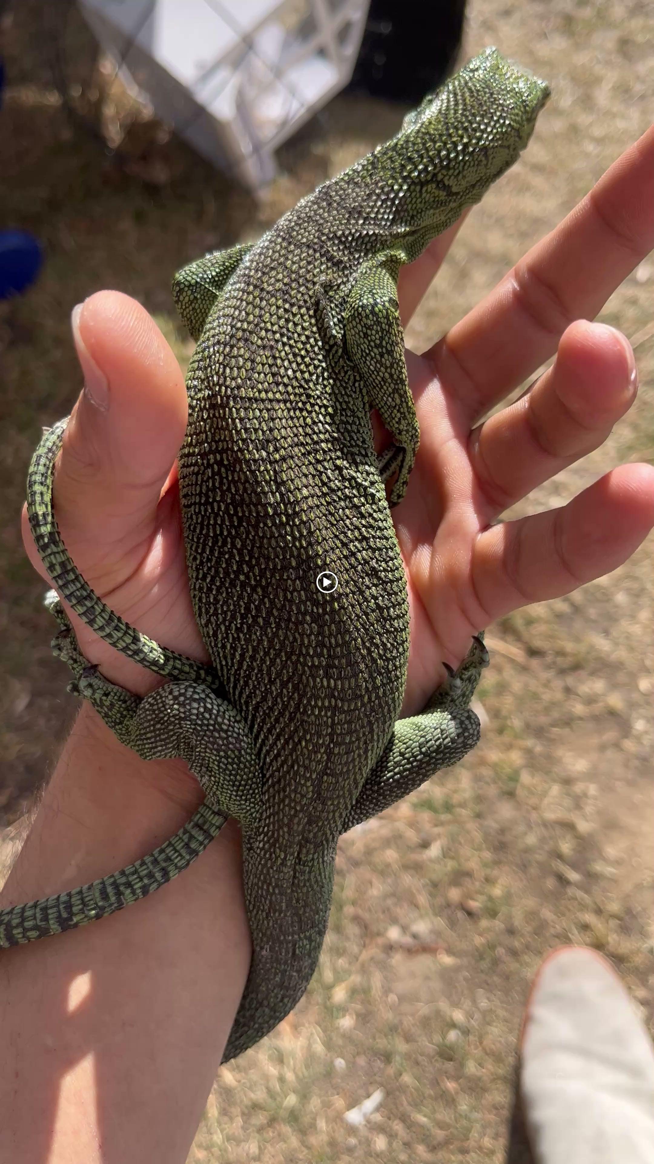 Terrarium Station Image
