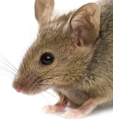 Rodent Removal