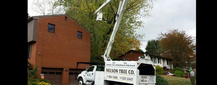 Nelson Tree Co. Image