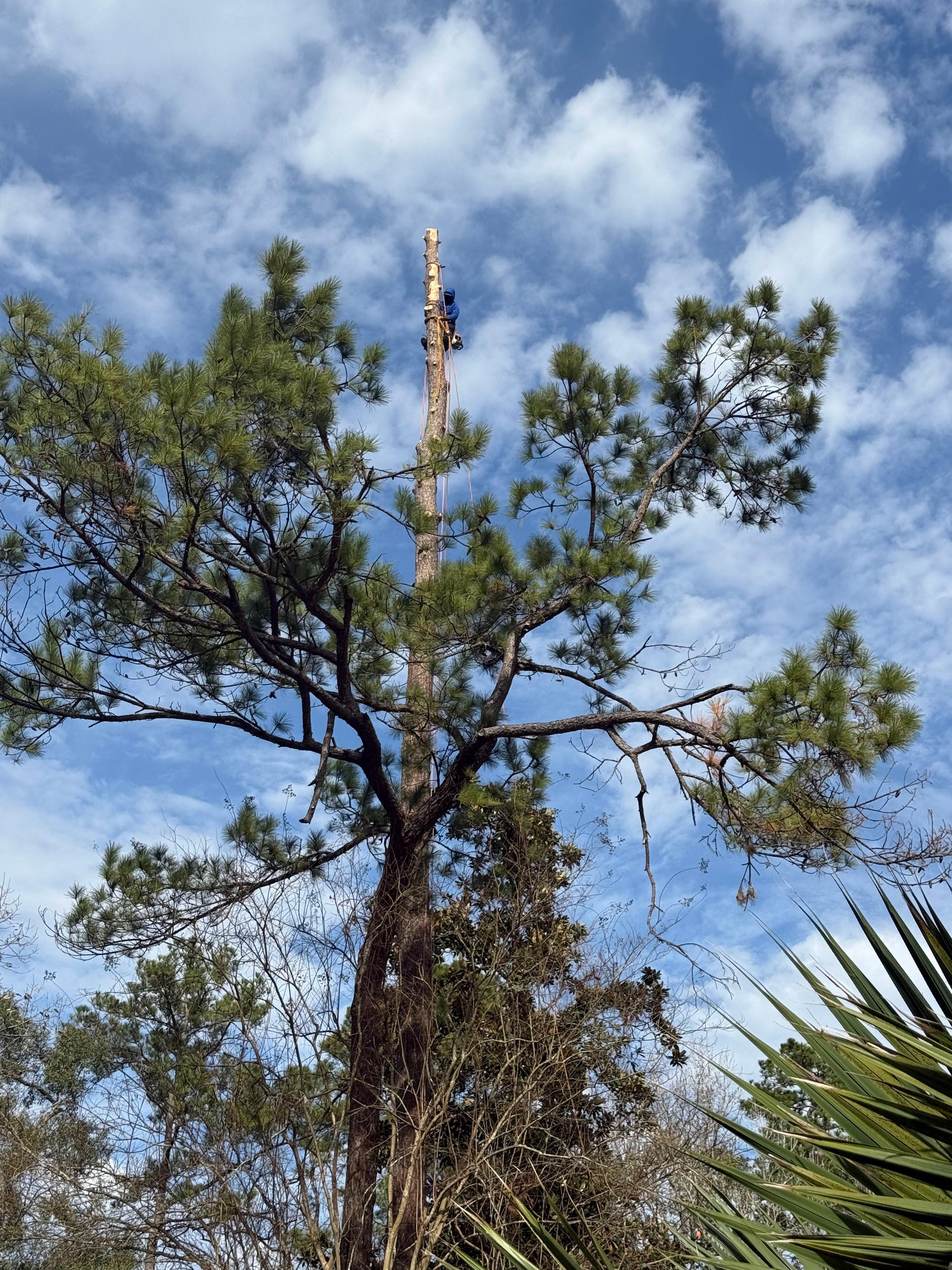 JJ Garcia Professional Tree Service Image