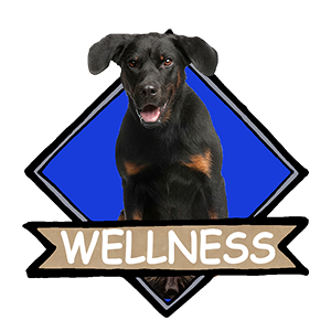 Wellness®