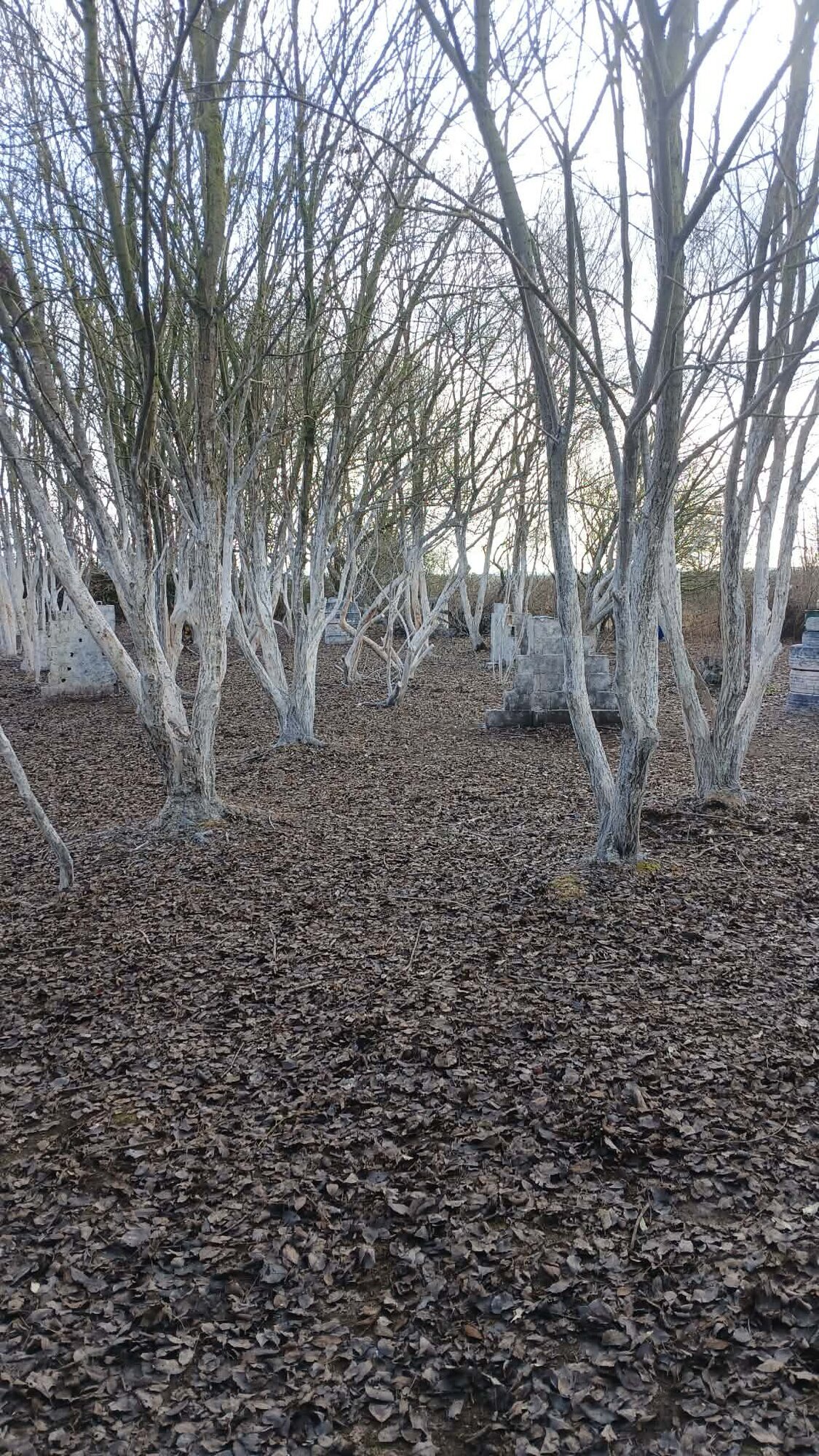 Miniature de la galerie