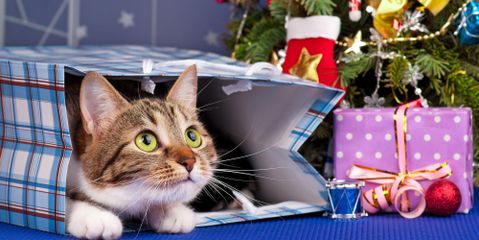 5 Tips to Deter Your Cat From Climbing the Christmas Tree