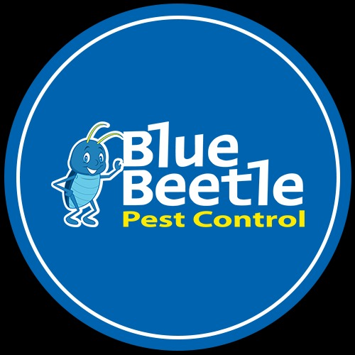 Blue Beetle Pest Control