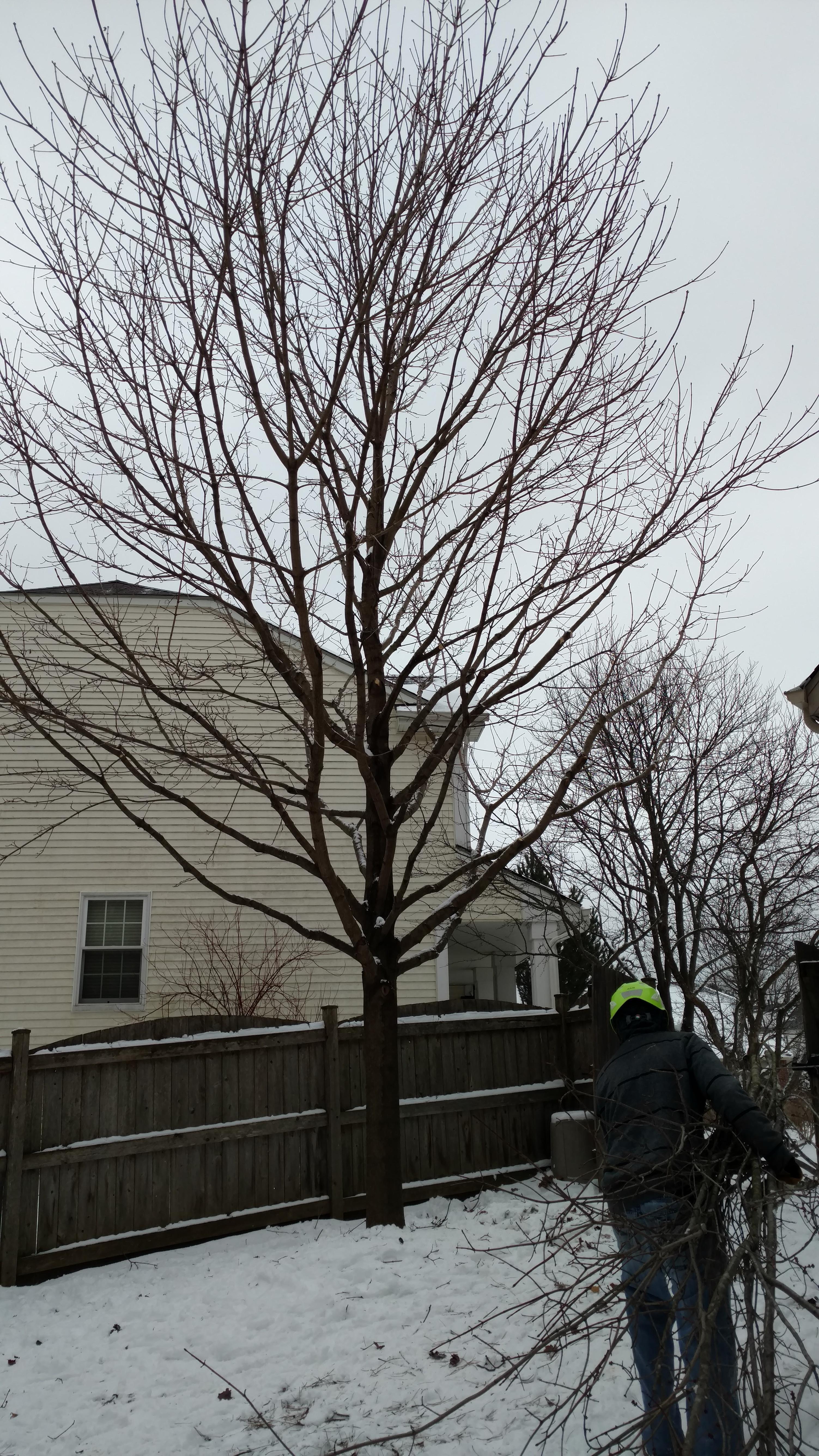 New Beginning Tree Service Company Image
