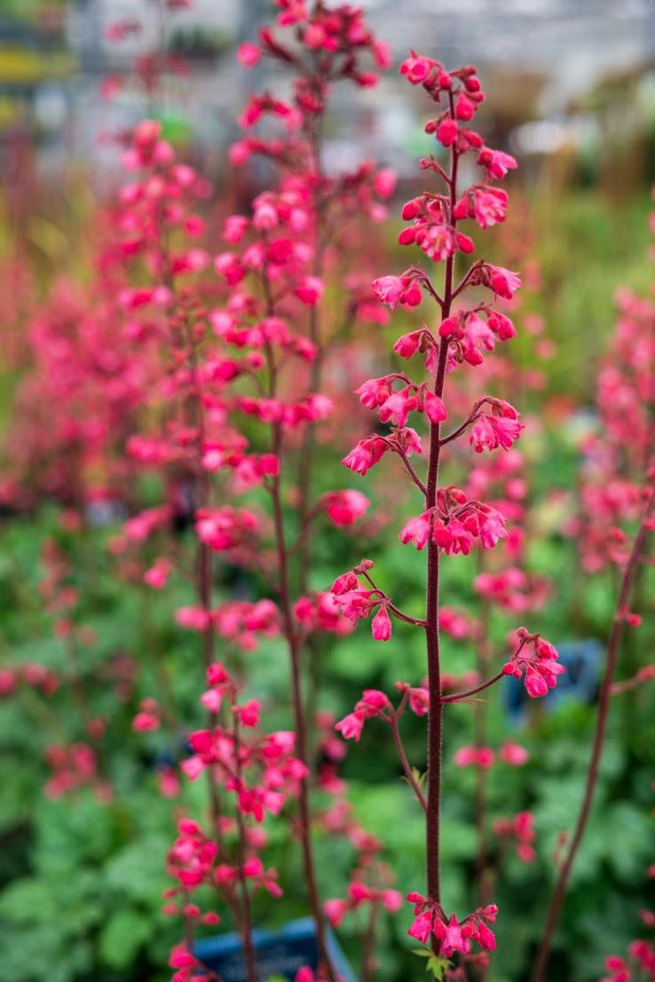 GartenCenter Spiering GmbH • Wesel, RudolfDiesel Straße