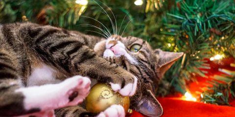 5 Ways to Deter Your Cat From Climbing the Christmas Tree