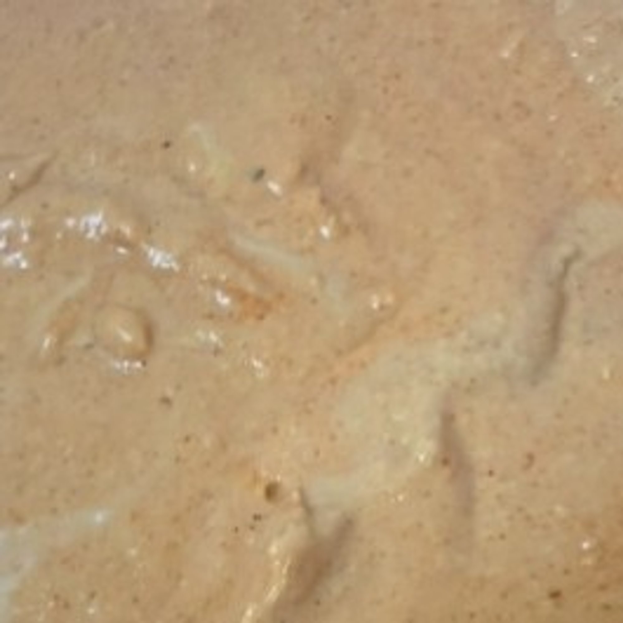 Chipotle Hummus