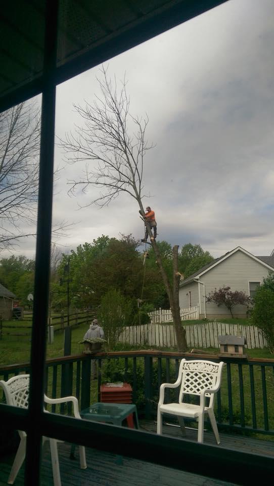 Hackney Tree Service Image